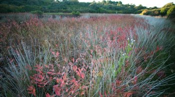 NCF For Love-of the Island Exhibit