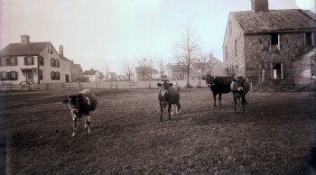Eleanor Ham Pony Field, 1890s