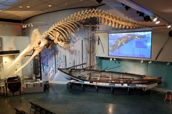 Whaling Museum Whale Hunt Gallery with view of sperm whale and whaleboat.